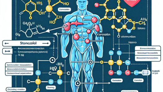 Comment l'injection de stanozolol agit pour contrer le cortisol pendant les entraînements intenses