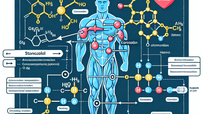 Comment l'injection de stanozolol agit pour contrer le cortisol pendant les entraînements intenses